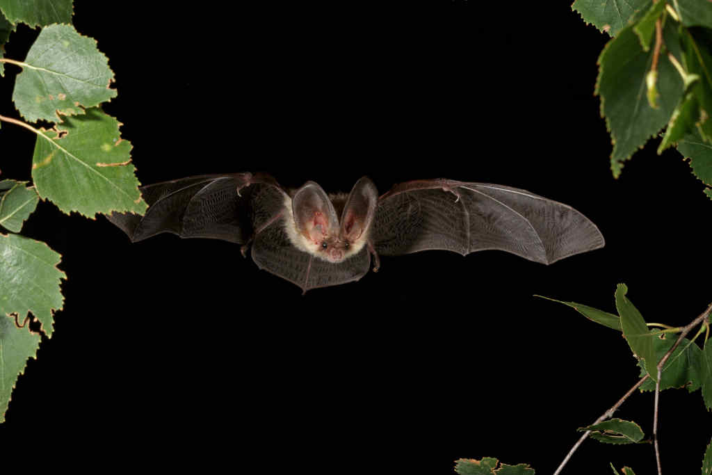 Koenig_Plecotus_auritus72